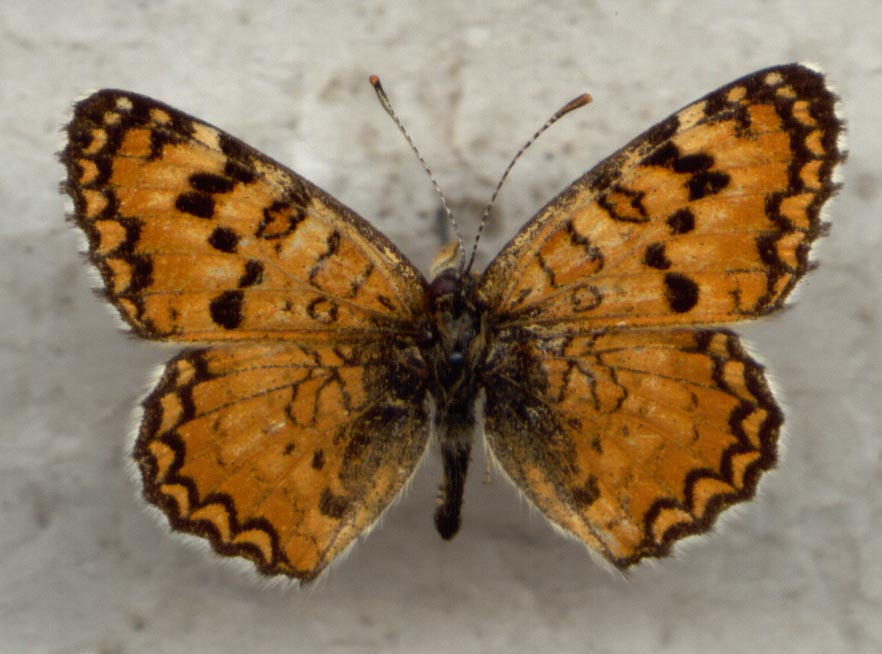 Melitaea turkmanica, male upperside, color image