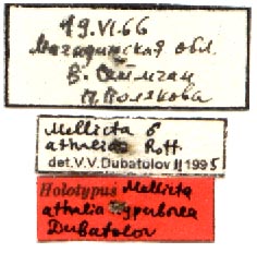Mellicta athalia hyperborea holotype labels, color image