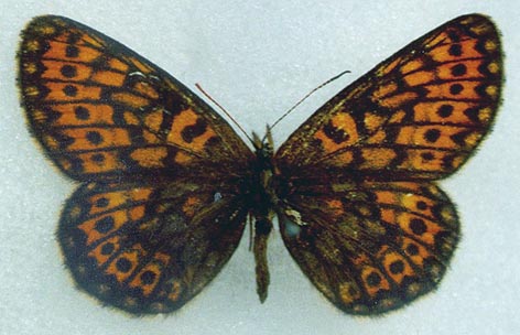 Proclossiana eunomia riamia, allotype, color image