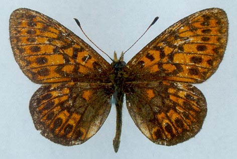 Proclossiana eunomia riamia, holotype, color image