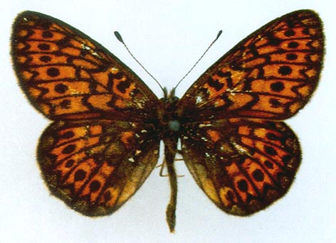 Proclossiana eunomia riamia, color image