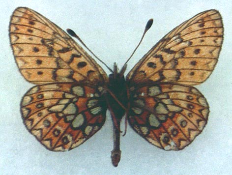 Proclossina eunomia stromi, holotype, color image