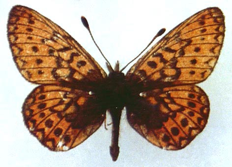 Proclossiana eunomia stromi, holotype, color image