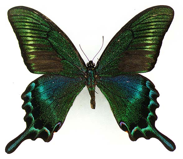 Achillides maackii, male, color image