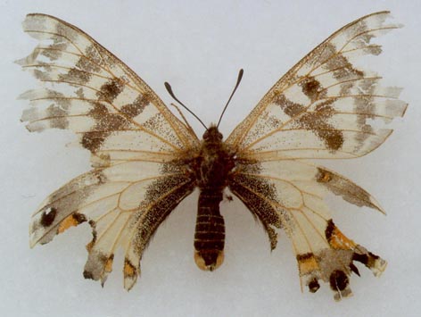 Parnassius charltonius anjuta, paratype, color image