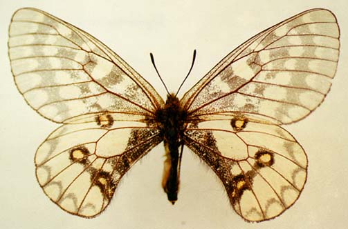 Parnassius eversmanni, female, color image