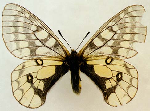 Parnassius eversmanni, male, color image