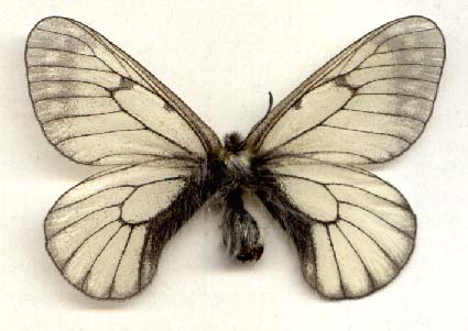 Parnassius stubbendorffii kosterini, color image