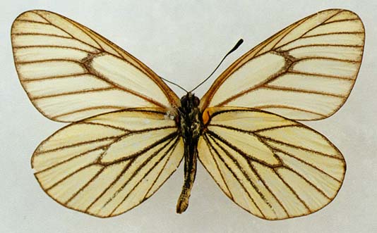 Aporia hippia occidentalis, color image