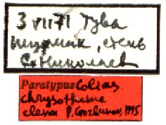 Colias chrysotheme elena paratype labels, color image