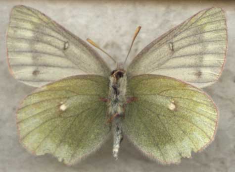 Colias nastes from Kamchatka, color image