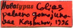 Holotype label, color image