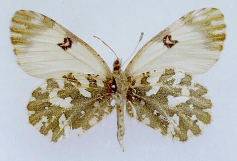 Euchloe ausonia dubatolovi, color image