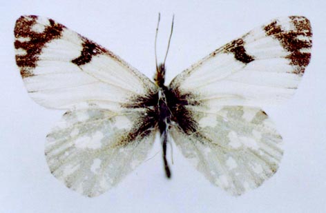 Euchloe ausonia dubatolovi, color image