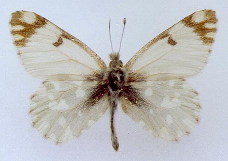 Euchloe naina irina, holotype, color image