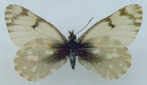 Euchloe naina kusnezovi, holotype, color image