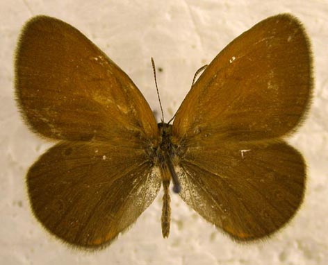Coenonympha glycerion glycerion, color image