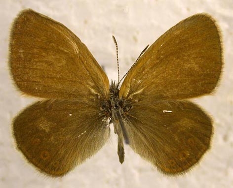 Coenonympha glycerion heroides, color image