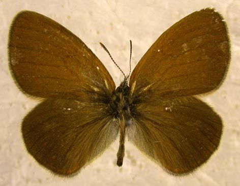 Coenonympha glycerion iphicles, color image