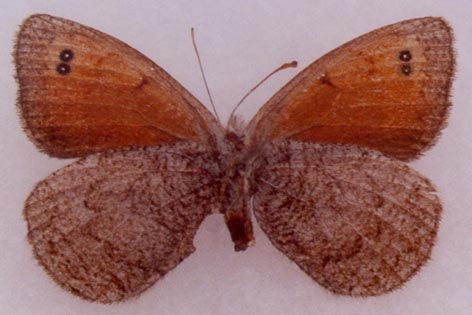 Erebia callias tsherskiensis, female paratype, color image