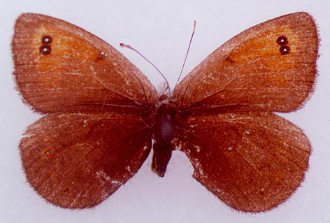 Erebia callias tsherskiensis, female paratype, color image