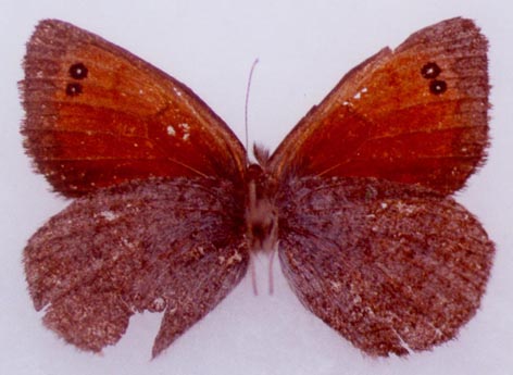 Erebia callias tsherskiensis, holotype, color image
