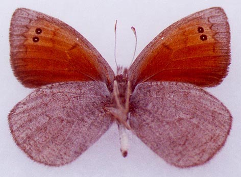 Erebia callias tsherskiensis, male paratype, color image
