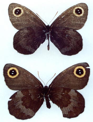 Erebia cyclopia, color image