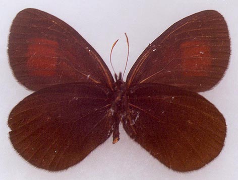Erebia magdalena sachaensis, holotype, color image