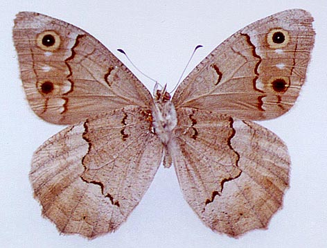 Hipparchia dagi, holotype, color image