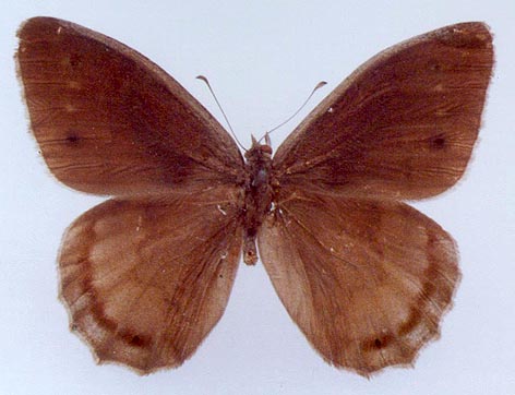 Hipparchia dagi, holotype, color image