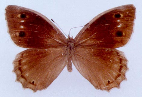 Hipparchia dagi, color image