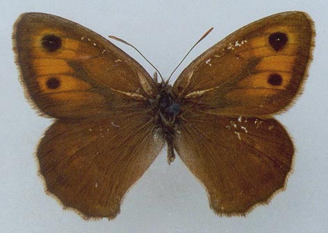 Hyponephele cadusina gurkini, holotype, color image