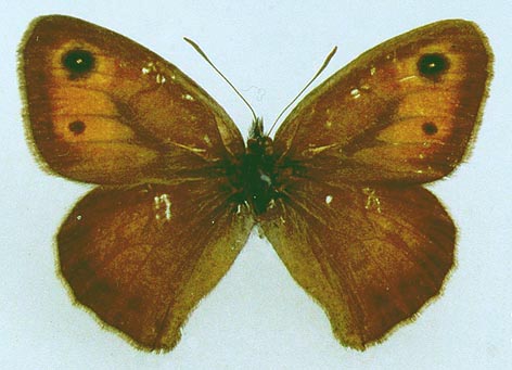 Hyponephele cadusina gurkini, color image