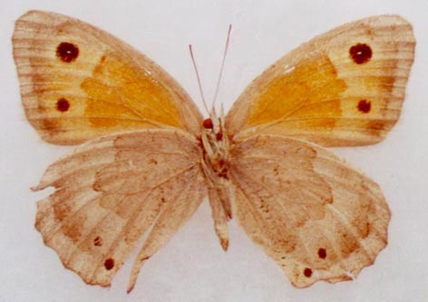 Hyponephele toharica, female paratype, color image