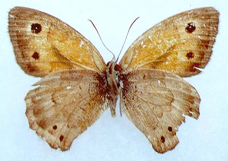 Hyponephele toharica, color image