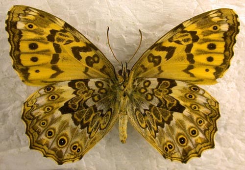 Neope niphonica, color image