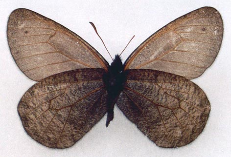 Oeneis aktashi ona, holotype, color image