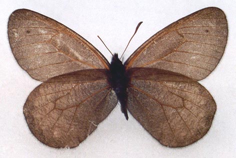 Oeneis aktashi ona, holotype, color image