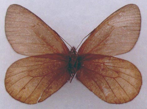 Oeneis aktashi, male paratype, color image