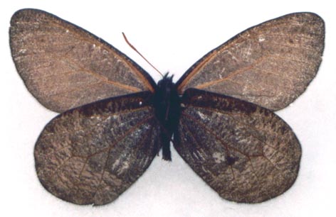 Oeneis aktashi sarala, holotype, color image