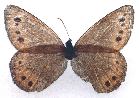 Oeneis magna judini, holotype, color image