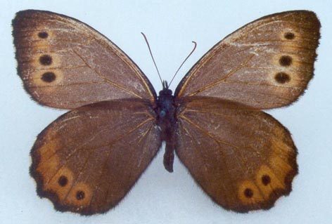 Oeneis magna magna, color image