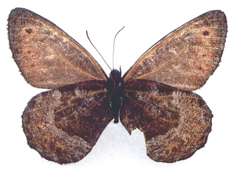 Oeneis magna pupavkini, holotype, color image