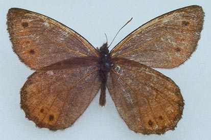Oeneis magna pupavkini, color image
