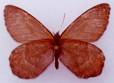 Oeneis philipi, paratype, color image