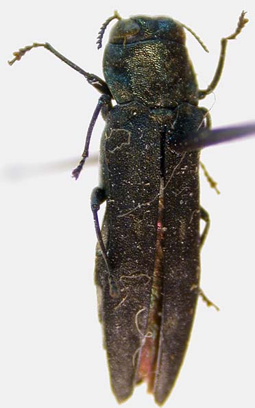 Agrilus tscherepanovi, paratype, color image