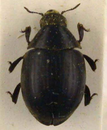 Byrrhus luchuoensis, paratype, color image