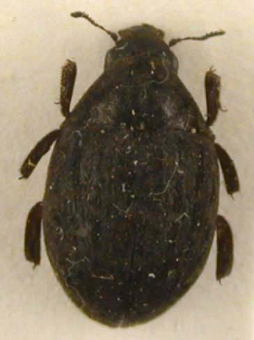 Byrrhus markamensis, female, paratype, color image