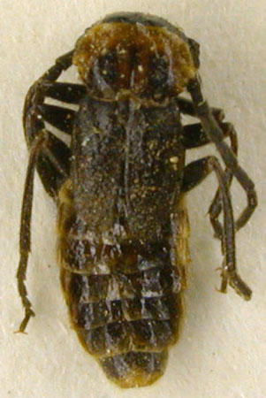Crudosilis alaica, paratype, color image